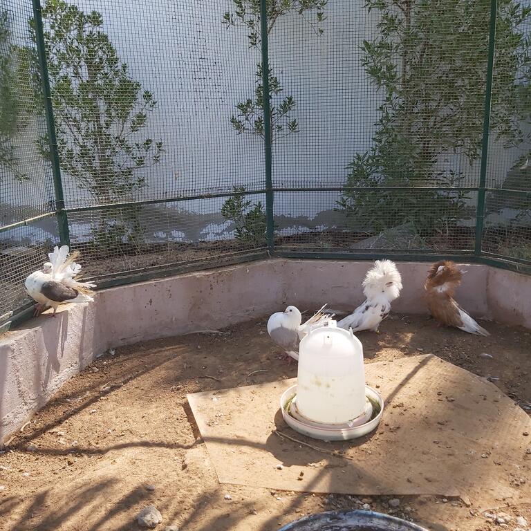 Al Maha Farm - thumb 5