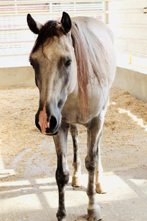 Daraysh Resort - thumb 8