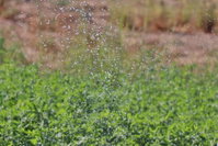 Sweihan Inn Farm Accommodation Abudhabi