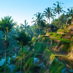 Ubud Accommodation Abudhabi