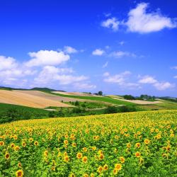 Hokkaido Accommodation Abudhabi