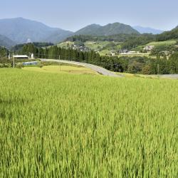 Miyazaki Accommodation Abudhabi