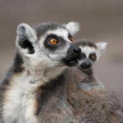 Ivato Accommodation Abudhabi