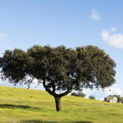 Alentejo Accommodation Abudhabi